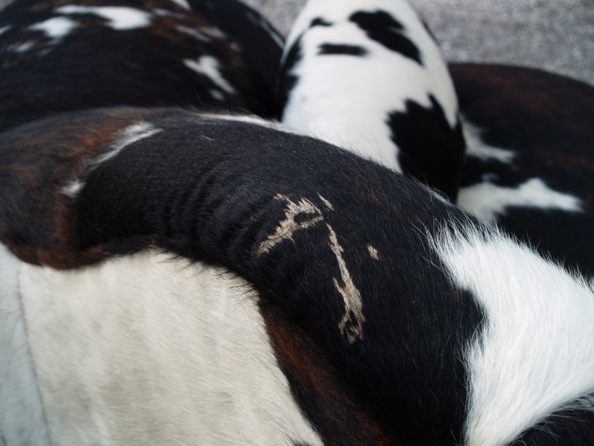 bretz 4874 1 mumba sofa kuhfell leder dreisitzer 12