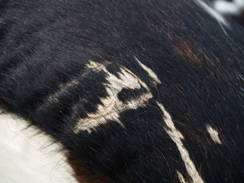 bretz 4874 1 mumba sofa kuhfell leder dreisitzer 13