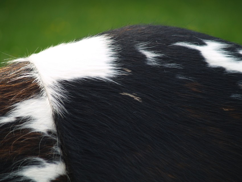 bretz 4874 1 mumba sofa kuhfell leder dreisitzer 15