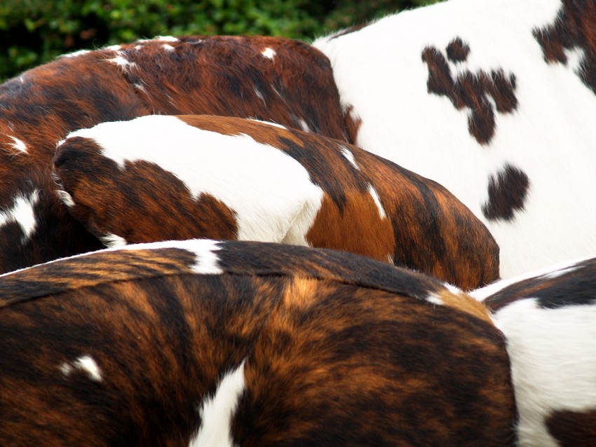 bretz 4874 2 mumba sofa Designer kuhfell leder 12