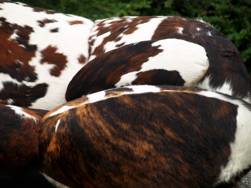 bretz 4874 2 mumba sofa Designer kuhfell leder 13