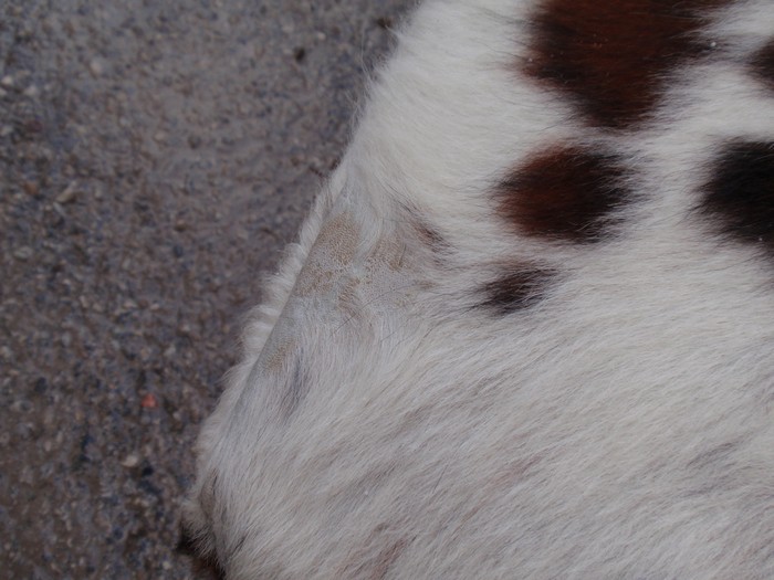 Bretz Designklassiker Sofa Chill Relaxliege Kuhfell Stuhl Liegestuhl Kaminsofa Leder Fell